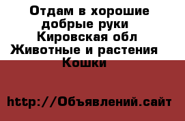 Отдам в хорошие добрые руки - Кировская обл. Животные и растения » Кошки   
